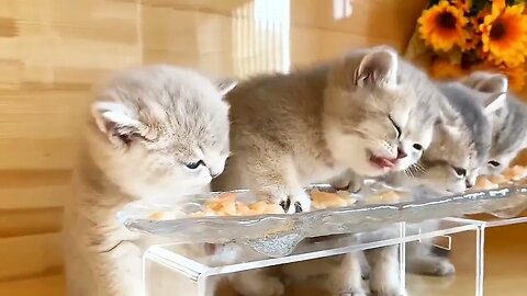 little kittens have breakfast