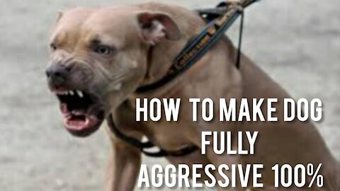 How To Make Dog Become Aggressive With These Tips