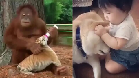 Funniest Animals Monkey Love video l😸😹❤️ Funniest Cats, Dogs And Other Animals moments #short