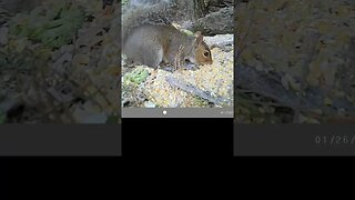 Squirrel 🐿️shovels 🥣corn 🌽in FAST 👀#cute #funny #animal #nature #wildlife #trailcam #farm #homestead