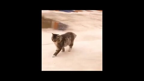 Funny pup adorable smail cats videos