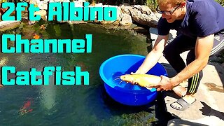 Adding more fish to my pond, plus a giant 2ft albino channel catfish