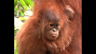 Sumatran Orangutan Home Under Threat