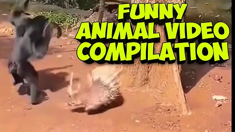 Funny videos _funny animal video compilation