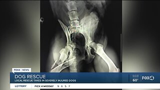 Two dogs hit by cars taken in by local dog rescue