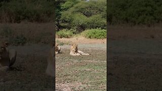 Curious male Lion along the Limpopo