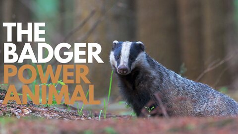 The Badger Power Animal