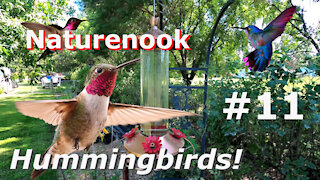 Hummingbird Cam Fight ALPHA GREEN Defends Territory - Beautiful Birds in flight #11