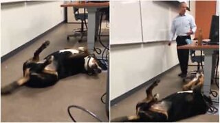 Professor leva o seu cão para acalmar alunos num exame universitário