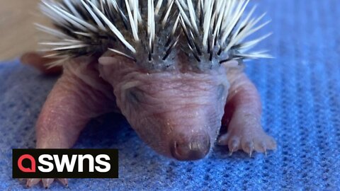 Baby hedgehog treated by vets after being found weighing only 16 GRAMS
