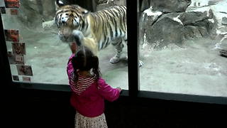 A Tiger Wants To Play With A Tot Girl At A Zoo