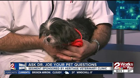 Ask Dr. Joe Your Pet Questions: Meet Bridget Jones the Shih Tzu cross