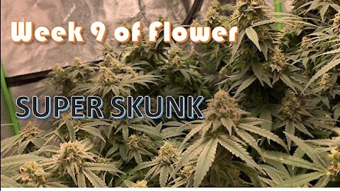 Starting Week 9 of flower of Super Skunk