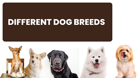 4K Dogs and Puppies| Dog breeds | HUND | 狗| kutta | Animal Valley