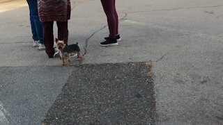 Lil Toto pup Spotted in Kansas