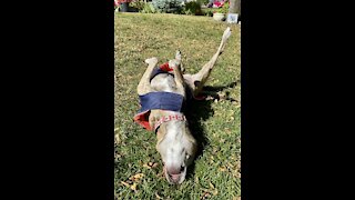 Senior dog rolls in the grass ❤️