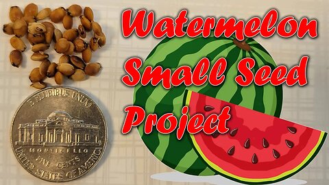 Small-Seeded Watermelon Project