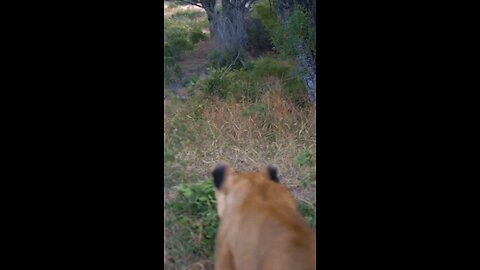 Lion Climbs Tree To Steal Leopards Prey