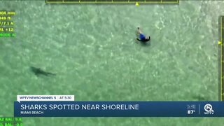 Sharks spotted off Miami Beach