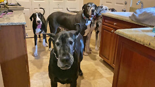 Fabulous Five Great Danes Can't Wait To Go For A Car Ride