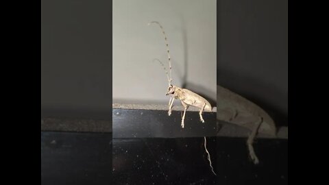 Australian rare Insect ("Haunter of the TV")