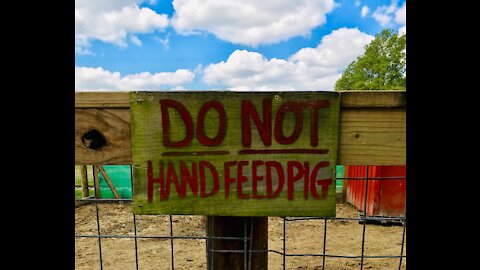 Hilariously Grumpy Potbelly Pig