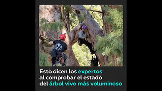 El árbol más grande del mundo se hace un ‘chequeo médico’