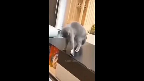 "Funniest dogs and cats videos 😂😂 - Best ever funniest moments"