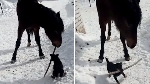 A young dog prevents the horse from taking a piece of wood for him