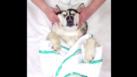 Husky Gets Rewarded With A Massage After A 'Ruff' Week