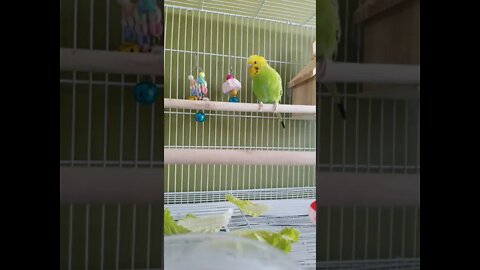 Budgies Loves Rock & Roll 💖 #budgies #shorts #youtubeshorts #birds #funny #animallover