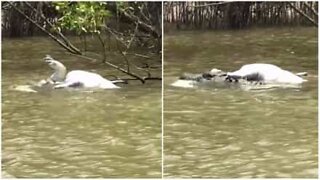 Cannibal crocodile attack in Australia