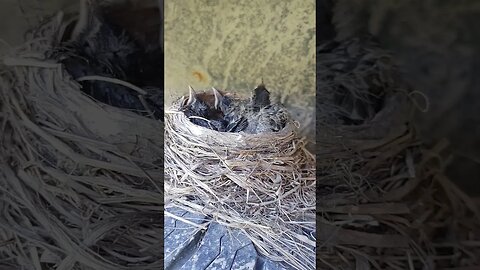 day 10 after hatching, robins nest on farm truck #nature #babybird