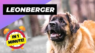 Leonberger - In 1 Minute! 🐶 One Of The Biggest Dog Breeds In The World | 1 Minute Animals