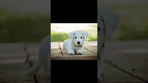 Cute white Puppy