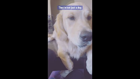 Golden Retriever - They’re not just a dog