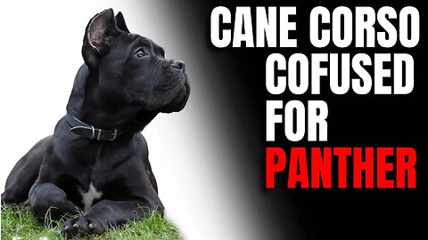 Cane Corso Confused For Panther
