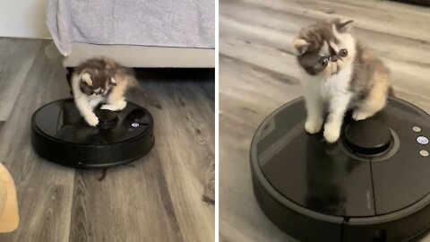 Adorable Little Kitten Preciously Plays With Robot Vacuum