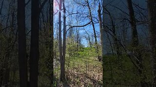 Nature 6 Bird sounds and sunlight through trees