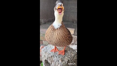 Duck sound effect