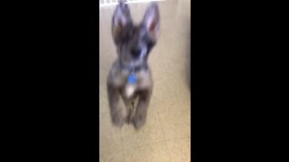 Jumping Aussie/Shepherd pup