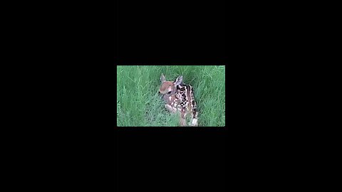 Bambi On Video * must see*