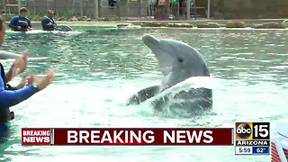 Dolphinaris temporarily closing