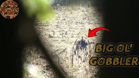 Huntin' a Stubborn Gobbler (Virginia Turkey Hunting)