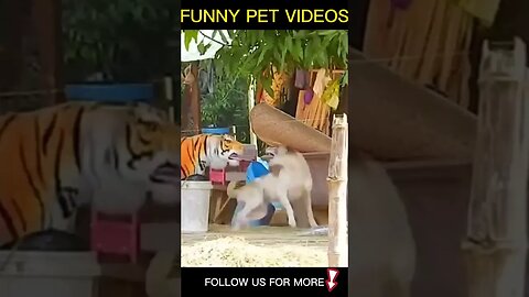 Funny Pet Prank 2