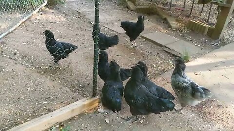 rounding up the chickens, 15 weeks old now