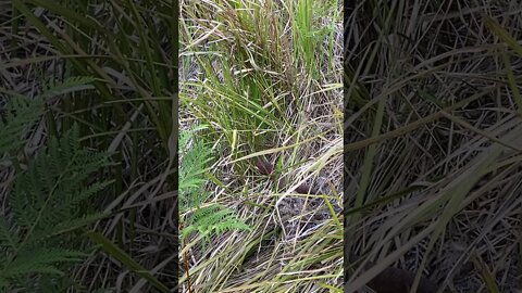 Deadly snake slowly moves into the long grass. Death adder 29/10/21