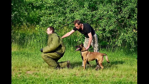 how to train a dog in just 10 mins