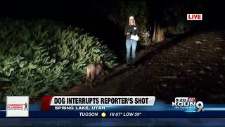Reporter has unexpected guest during live shot