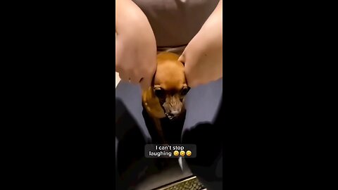 The Most Funniest Dog Video viral